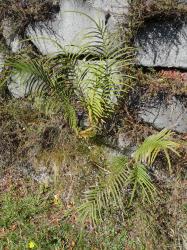 Pteris vittata. Mature plants growing on a rock wall.
 Image: L.R. Perrie © Leon Perrie CC BY-NC 3.0 NZ